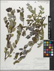 Foto von Salix myrsinifolia Salisb.